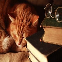 Les chats dans la littérature – Poésie