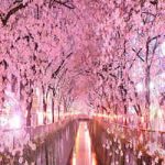 hanami-giappone-luoghi-sakura