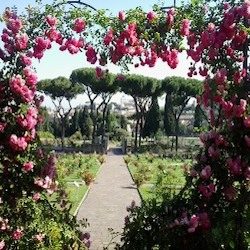 Il roseto di Roma apre per esibire lo spettacolo della fioritura primaverile.